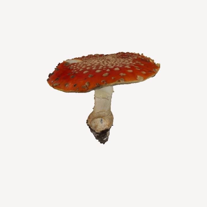 Mushroom thumbnail