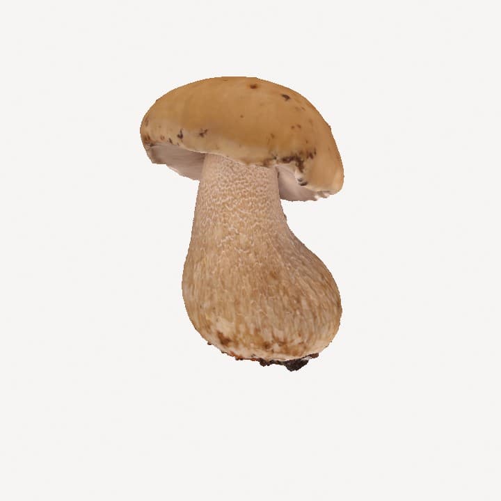 Mushroom thumbnail